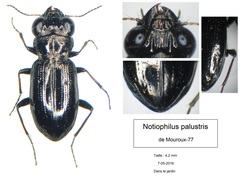 Notiophilus palustris