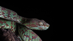 Trimeresurus venustus