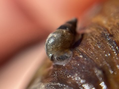 Potamopyrgus antipodarum