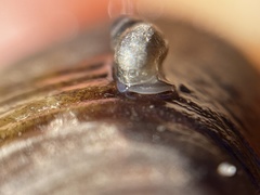 Potamopyrgus antipodarum