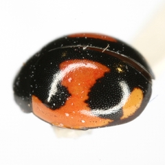 Hyperaspis lateralis