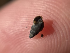 Potamopyrgus antipodarum