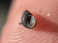 Potamopyrgus antipodarum