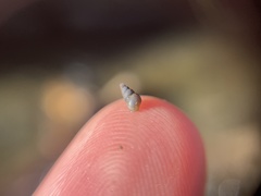 Potamopyrgus antipodarum