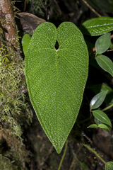 Anthurium corrugatum