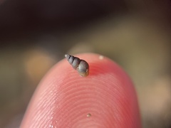 Potamopyrgus antipodarum