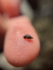 Potamopyrgus antipodarum