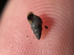 Potamopyrgus antipodarum