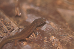 Chatogekko amazonicus