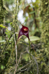 Masdevallia cucullata