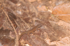 Chatogekko amazonicus