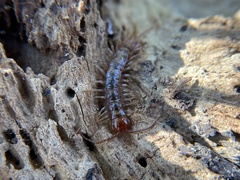 Lithobiidae