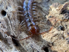 Lithobiidae