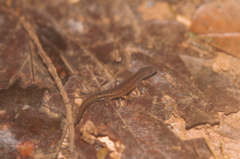 Chatogekko amazonicus