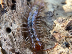Lithobiidae