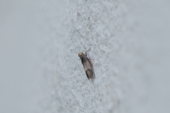 Melanoliarus dimidiatus