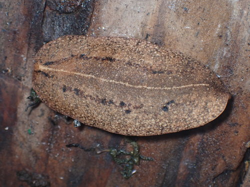 Cuban Leaf Slug