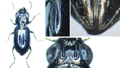 Notiophilus palustris