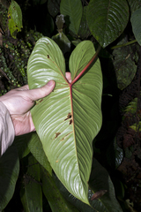 Philodendron narinoense