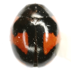 Hyperaspis lateralis