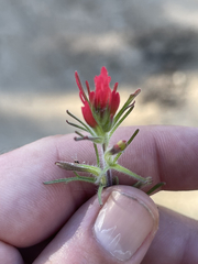 Castilleja bryantii
