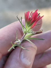 Castilleja bryantii