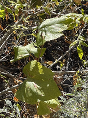 Vitis peninsularis