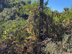 Vitis peninsularis