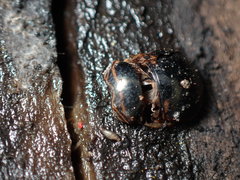 Coptosoma xanthogramma