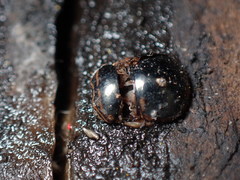 Coptosoma xanthogramma