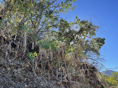 Arracacia brandegeei
