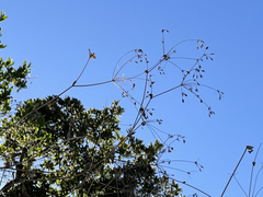 Arracacia brandegeei