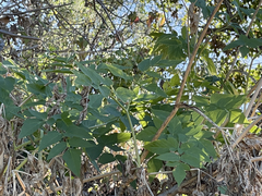 Arracacia brandegeei