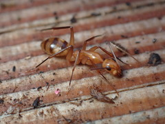 Camponotus variegatus