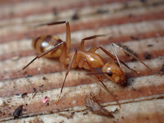 Camponotus variegatus