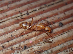 Camponotus variegatus