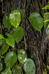 Begonia tropaeolifolia