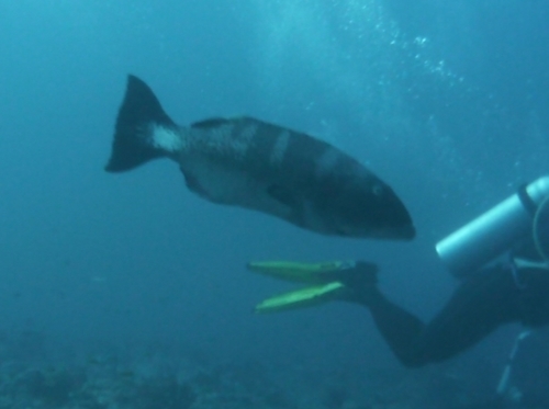 Blacksaddle Coralgrouper — seen at this dive site