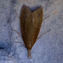 Schoenobius gigantella