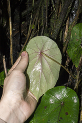 Begonia tropaeolifolia