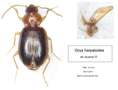 Ocys harpaloides