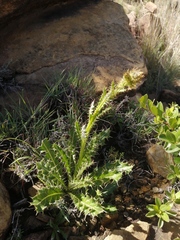 Berkheya discolor