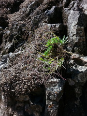 Boechera breweri shastaensis