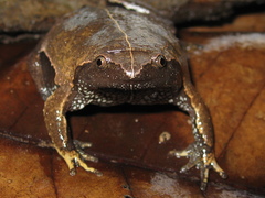 Brown Egg Frog photo 4