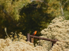 Pyrocephalus rubinus