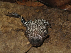 Brown Egg Frog photo 5
