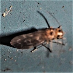 Peripsocus subfasciatus