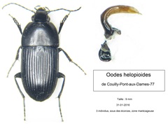 Oodes helopioides