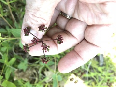 Thaspium trifoliatum trifoliatum