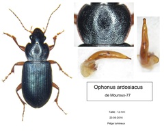 Ophonus ardosiacus